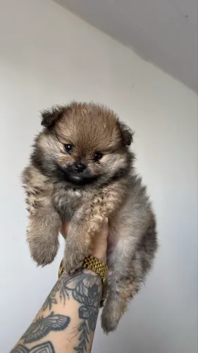 Lulu da pomerania 
