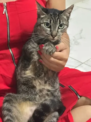 Gatinha adocao especial castrada
