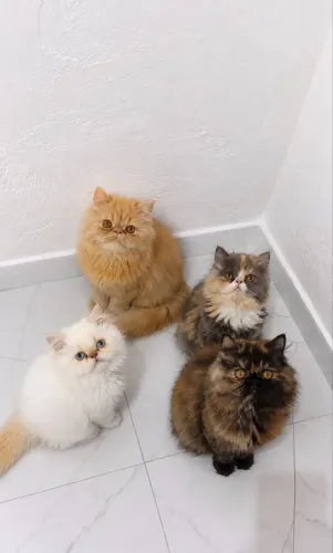 Casal persa