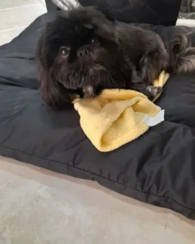 Shitzu femea preta troco ou vendo