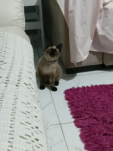 Gatinha filhote para doação