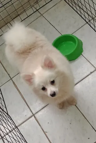 Spitz alemão machinho