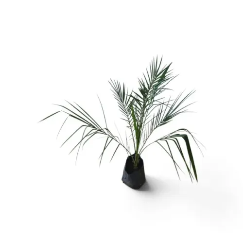 Kit 10 Mudas De Tamareira Das Canarias Para Paisagismo Vaso 50cm