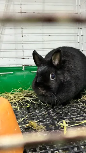 Fêmea Netherlans Dwarf adulta