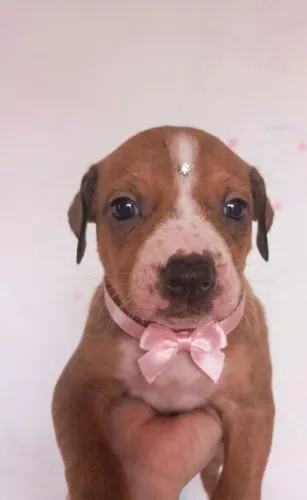 Cachorro adoção 
