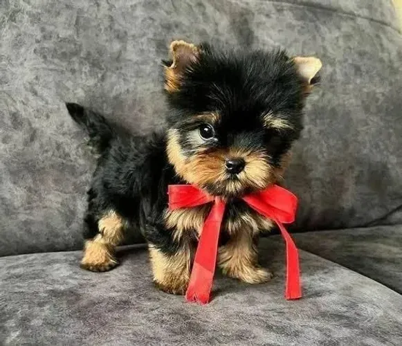 Yorkshire-O pet perfeito para quem ama cães
