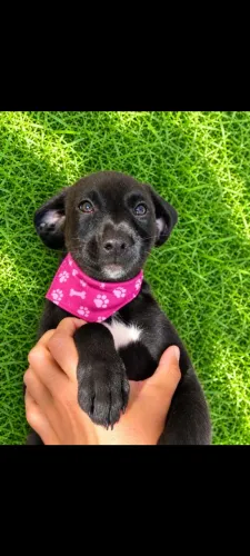 Pretinha + branco - SRD - Porte M - 2 meses 