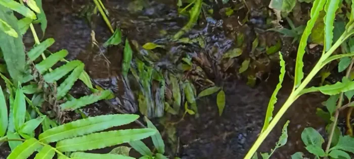 Nascente da vida em Bom Repouso
