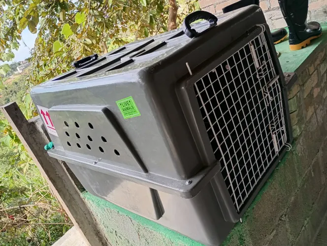 Caixa trasporte animal