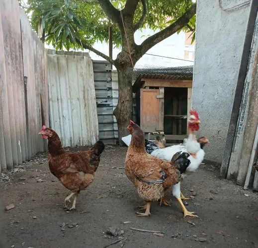Galinhas