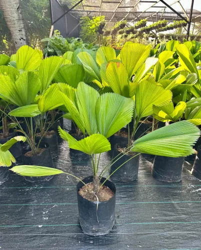Palmeira Leque Licuala