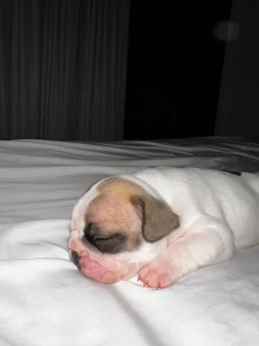 Filhote de Buldogue Francês