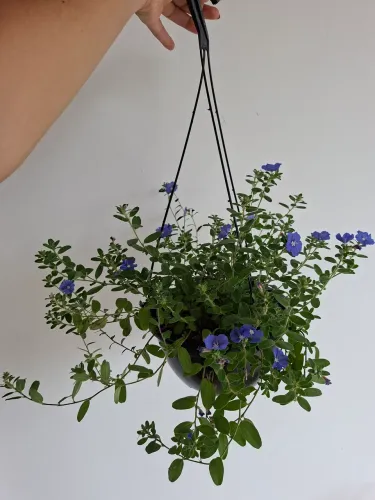 Planta