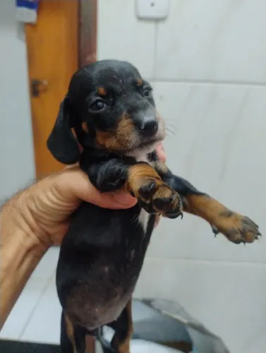DASCHUND MACHO E FÊMEA 
