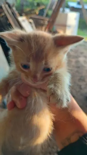 Doação de gatinhos 