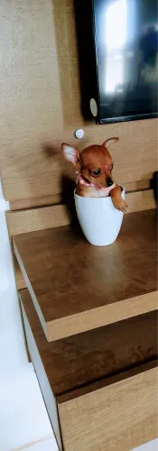 PINSCHER MINE