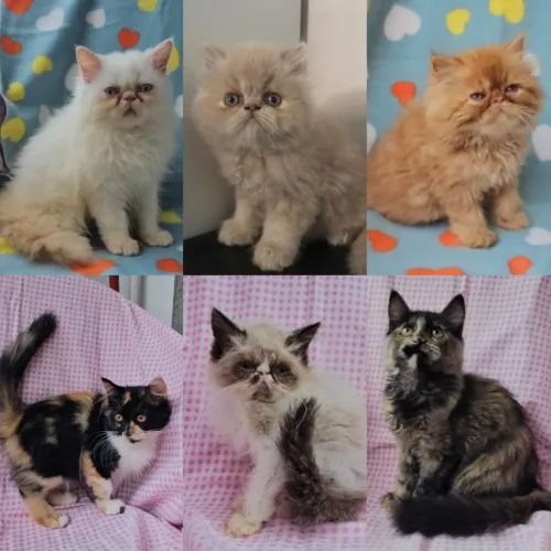 Persas, Exóticos e Himalaios Filhotes - Gatil BSB Cat 
