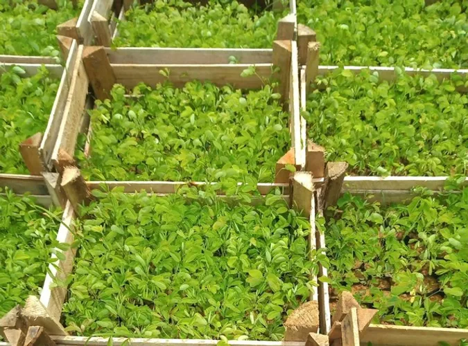 Mudas de Sansão do campo em Dona Euzébia 