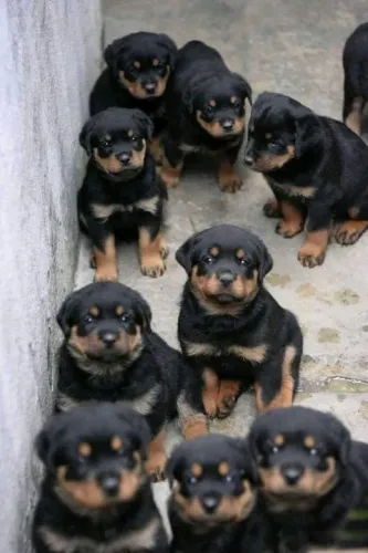 filhotes Rottweiler a união da guarda