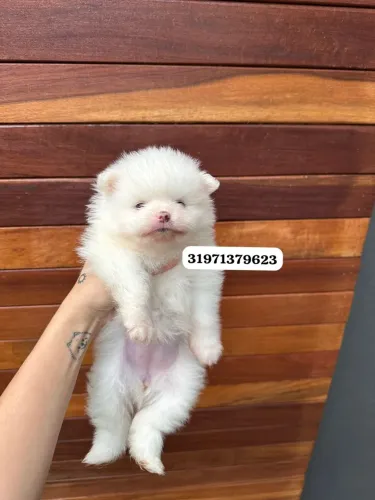 Filhote de Spitz Alemão anao branco
