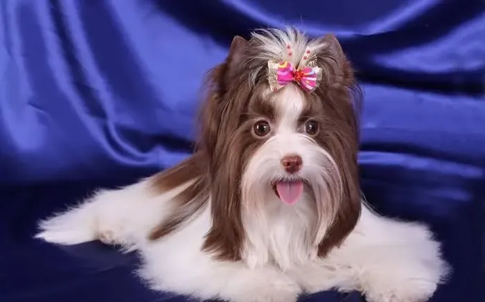 Impecável! Filhotes perfeitos de yorkshire birô fêmea!