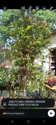 JABUTICABA HÍBRIDA E SABARÁ PRODUZINDO GRANDE COM FRUTAS 