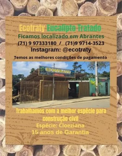 Eucalipto Tratado, temos promoção de estaca!