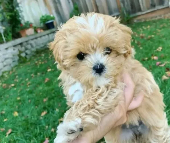 Filhotes de Shih tzu | Companheiro ideal pro dia a dia!