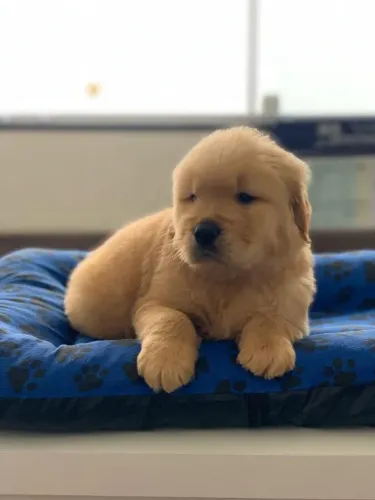 Golden retriever Macho fihote com 58 dias na cor dourado vacinado e com pedigree-Alberto
