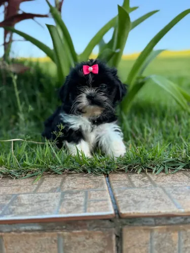 filhote shih tzu fêmea