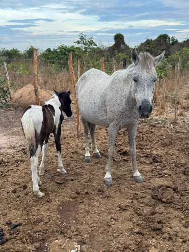 Égua par Criança é Potro 1/2 Sangue Paint Horse