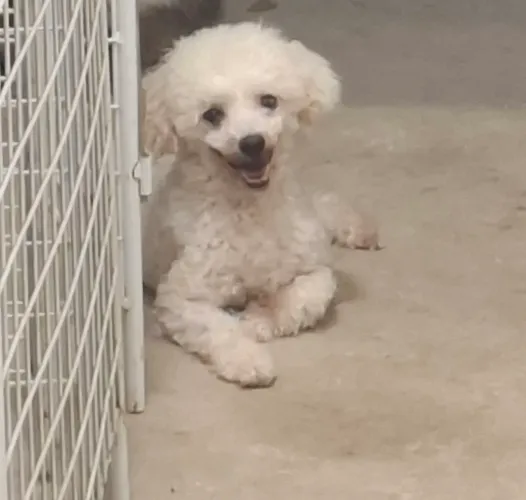 Poodle fêmea