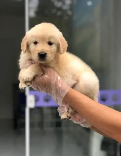 Golden retriever?¿ garanta o seu filhote hoje com suporte 