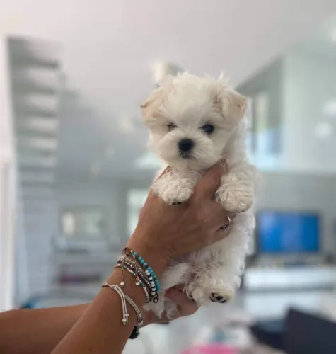Maltês Cachorros de raça com qualidade e cuidado