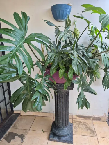 Vaso com suporte e planta