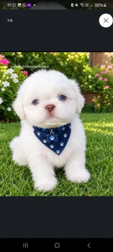 Shih tzus legítimos