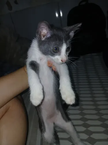 Doação gatos