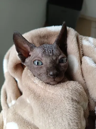 Gato sphynx fêmea disponível para entrega
