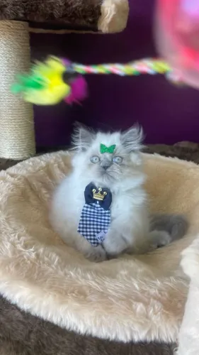 Gato Persa com Pedigree