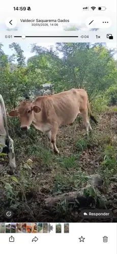 Novilha Jersolanda
