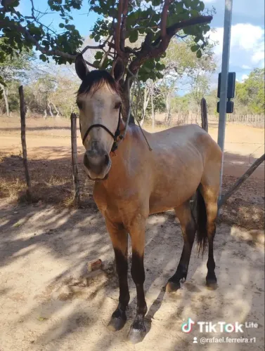 Vende-se cavalo castrado