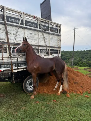 Cavalo mangalarga registrado - 4 anos 