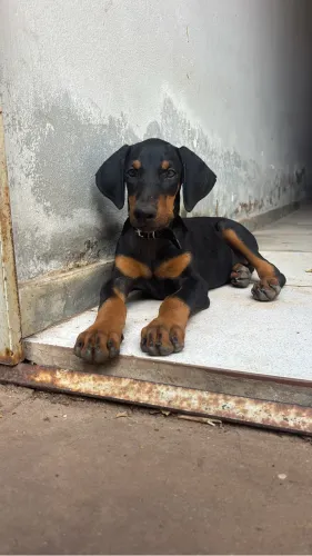 Doberman dois meses e meio