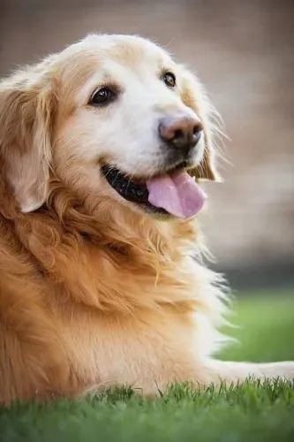Babá de animais 
