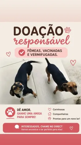 Cachorrinhas pra adoção responsável 