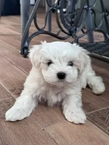 Oferta especial Maltês com poodle branco machinho caminha brinde zap 85 99629.3794