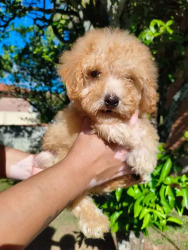 Poodle - Pequenos companheiros criados com muito carinho e cuidado