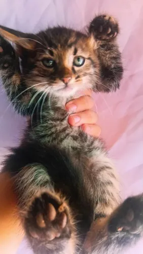 Vende-se gato da raça  British longhair