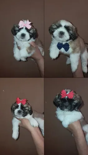 Cachorro shitzu
