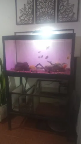 Aquário 600 litros